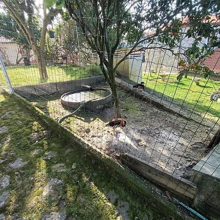 Апартаменты Casa De Santa Luzia A Вила-Прайа-де-Анкора Экстерьер фото